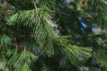 pinus_strobus4