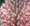 Trifolium rubens 'peach pink'