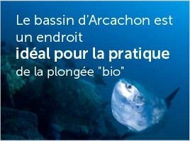 le_bassin
