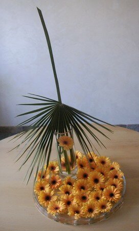 gerbera