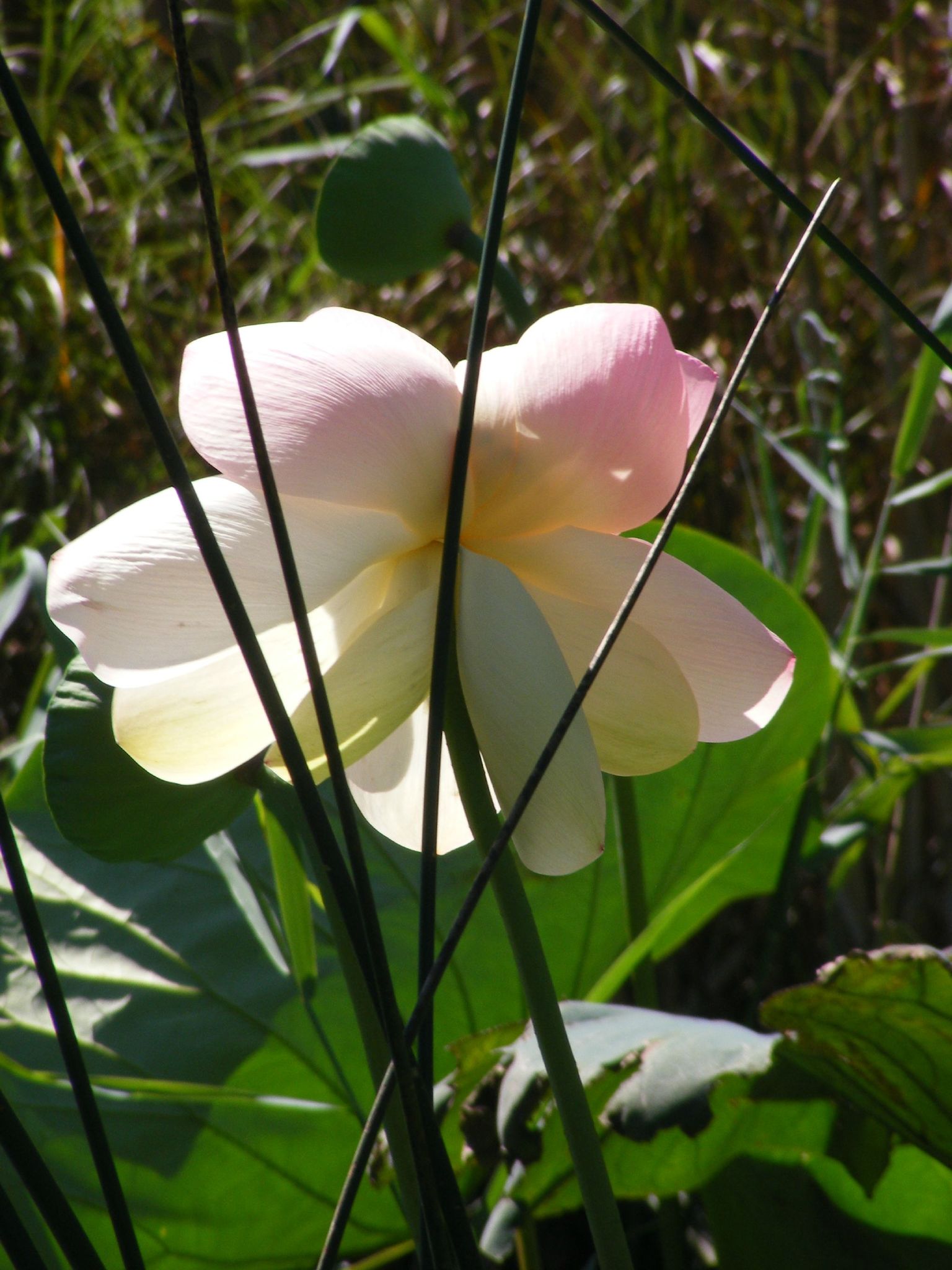 DSCF7402