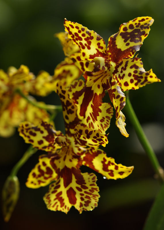 _DSC0110_Odontocidium_Hansueli_Isler