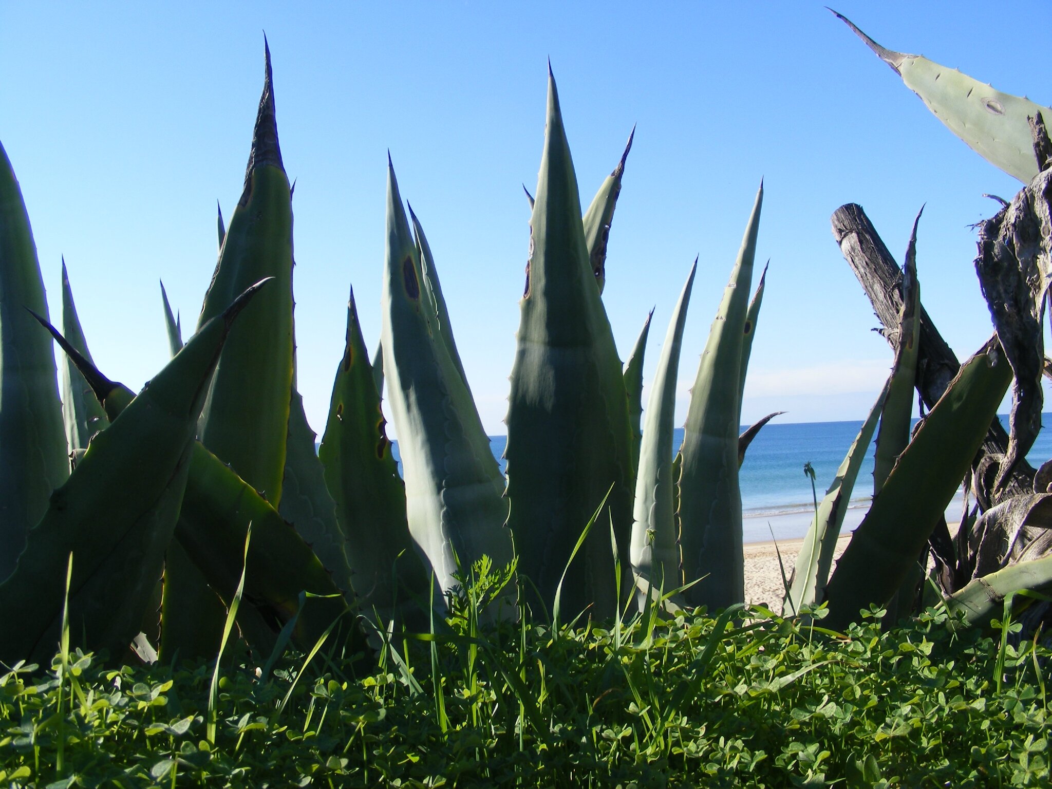 plante grasse portugal