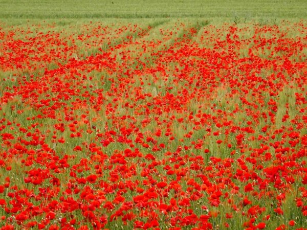 Coquelicots