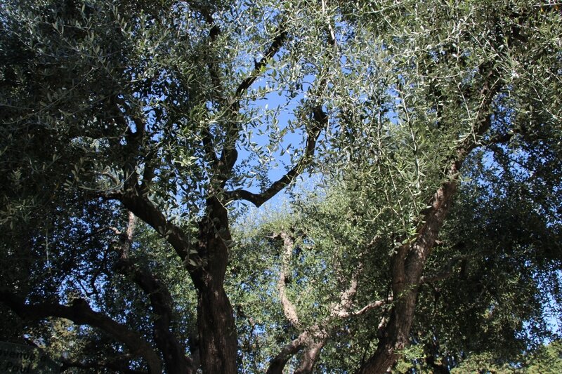IMG_6679