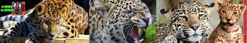 BANNIERE JAGUAR
