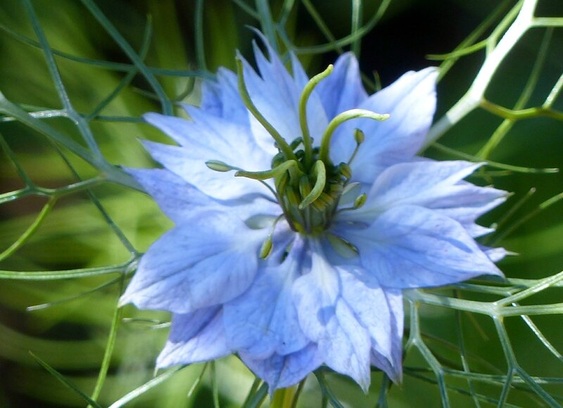 nigelle de damas