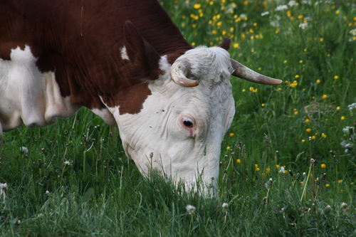2009 05 25 Une vache qui mange de l'herbe - Photo de P ...