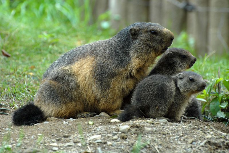marmottes3