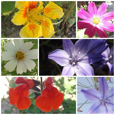 Conserves & jardin (4)
