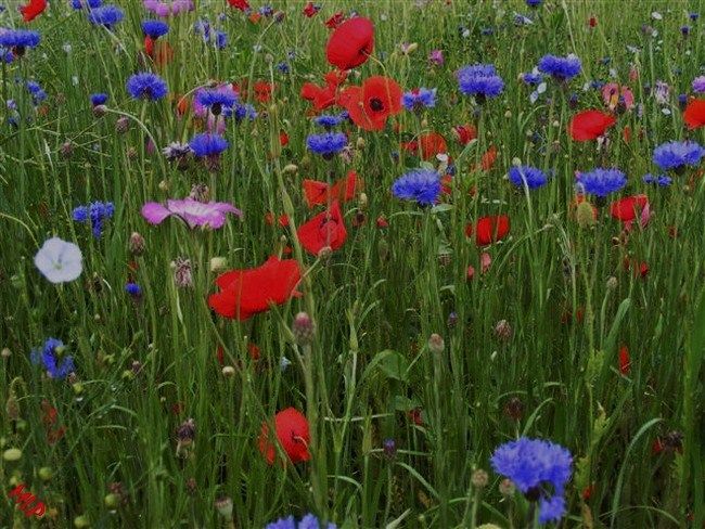 Quelques fleurs des champs