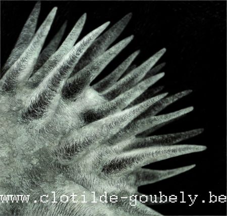 virus