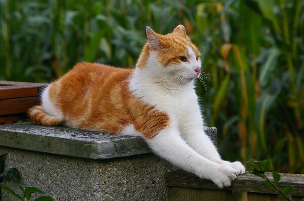 chat le port