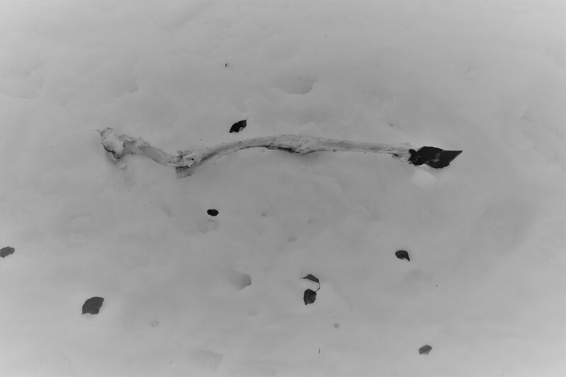 DSC_0132 (2)