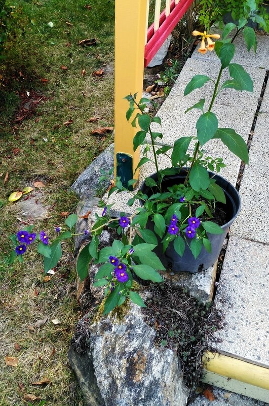 16 09 22 Solanum 17h27