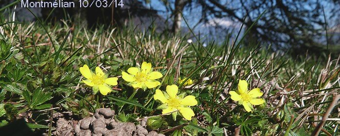 rencontre du végétal