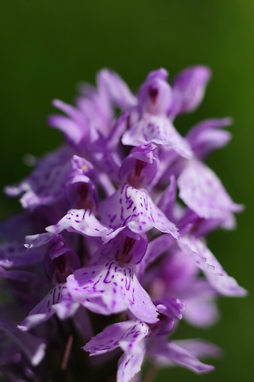 Orchidées de montagne (1)