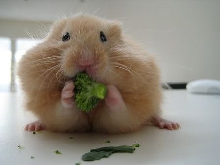 hamster-eating-broccoli
