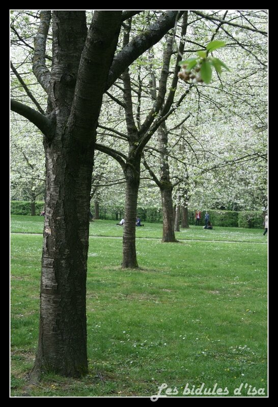 hanami (5)