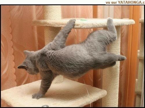 Site de chat pour mobile