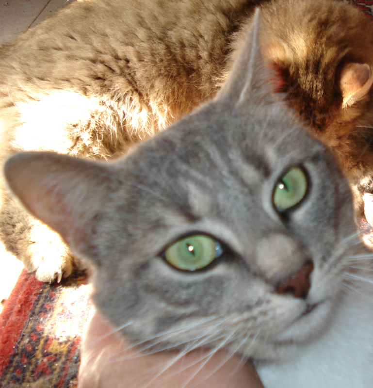 Alicia aux yeux verts