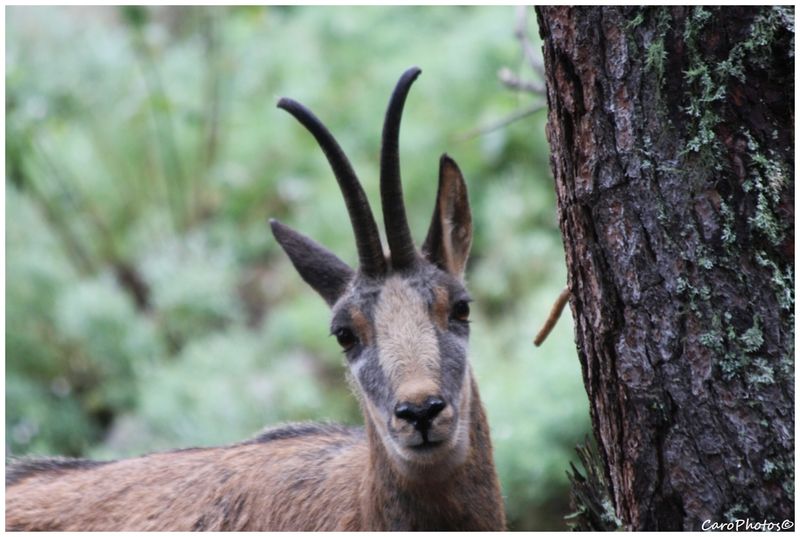 sites rencontre wiki