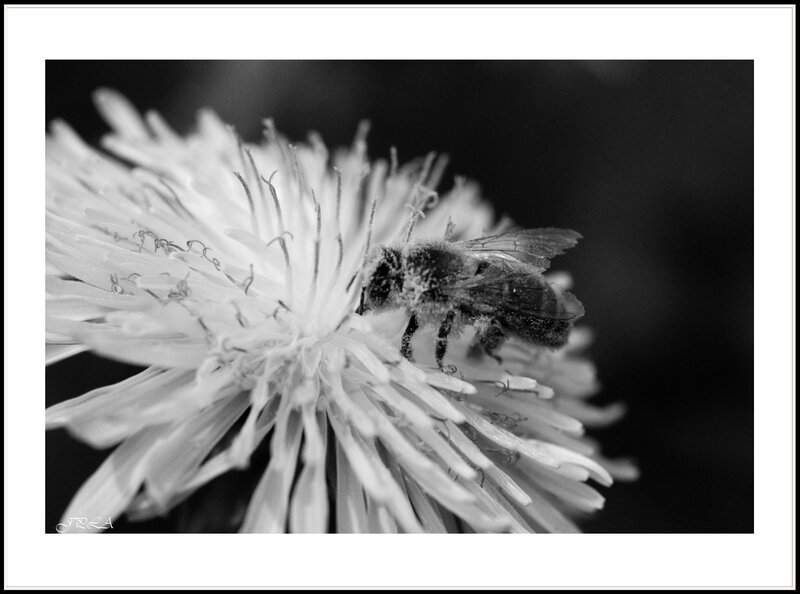 14 04 24 14 04 11 105macro 9655 b
