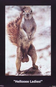 couille_animal