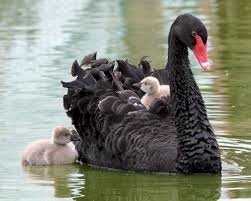 Résultat de recherche d'images pour "cygne noir"