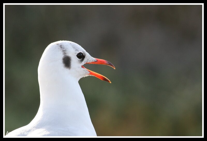 rencontre ile oleron