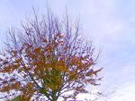 arbre_et_ciel_d_automne