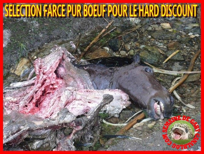 fellation d un cheval