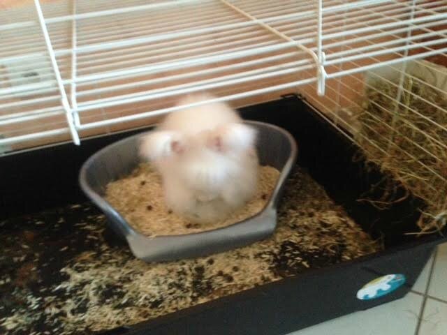 lapin dans sa caisse