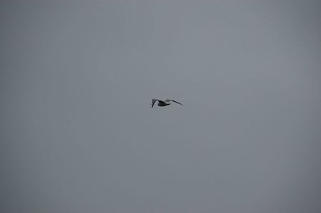 03-03-12 A vol d'oiseau