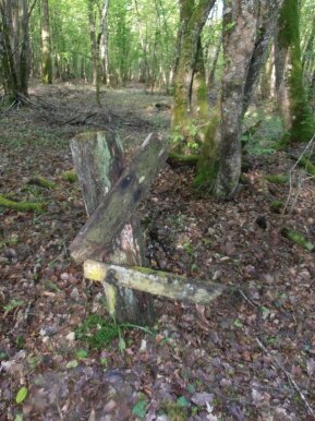 foret amboise (8)