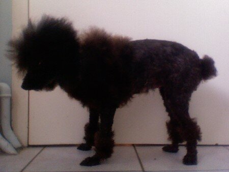 astuce; chien; toilettage wallye - mes 4 pattes attaquent! astuce; chien; toilettage wallye - mes 4 pattes attaquent!