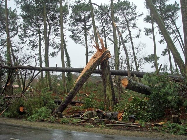 Photo-degats-vents-tempete-biscarosse-plage-chateau-eauXXVI
