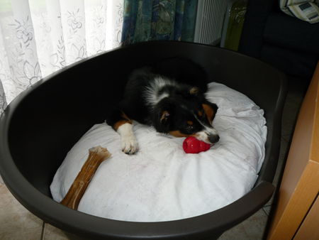 Chiot qui saute sur le divan : solution ! - Mon rêve, mon Chiot qui saute sur le divan : solution ! - Mon rêve, mon