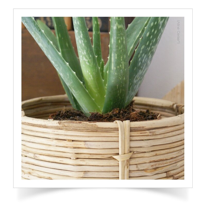 Aloe-Vera-cache-pot-bambou3