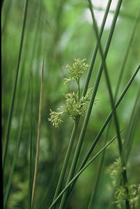 juncus_effusus_1