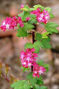 ribes3