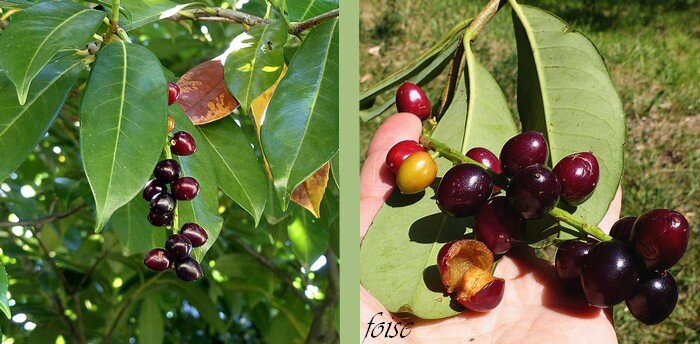 fruits