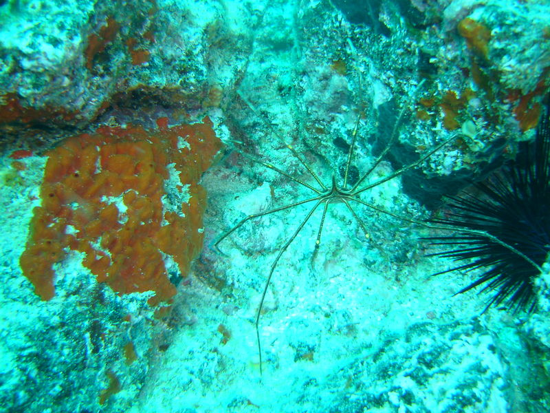 Séjour plongée à Ténerife à l'hôtel Club Palia Don Pédro Canaries