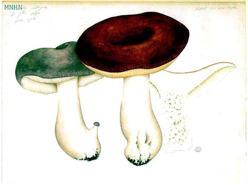 186 Russula integra, 4 7bre 1892, Refait 30 mars 1893, page 173 pl 421
