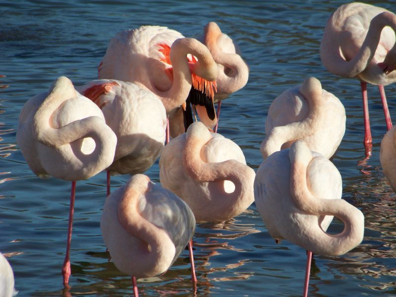 1er janvier 2012 Camargue (12)