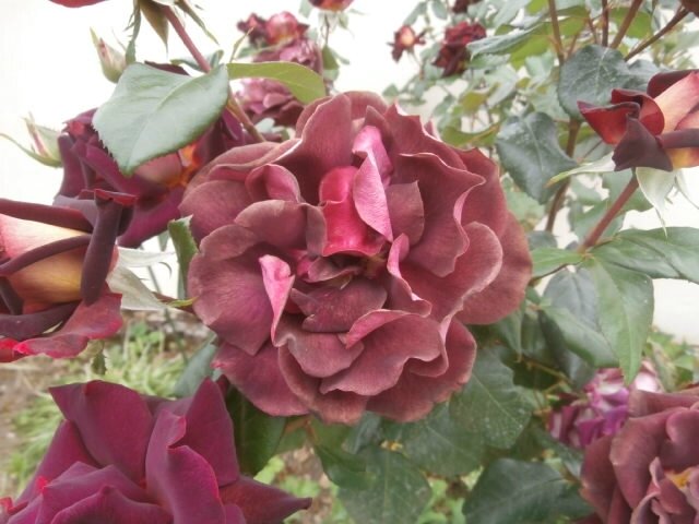 P5030008