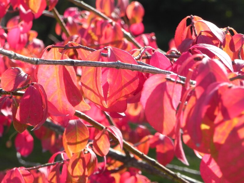 Fleurs du moment - Page 8 98776871