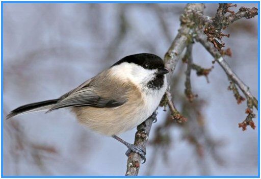oiseau_mesange_bor_ale