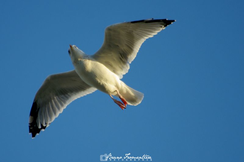 Mouette_3