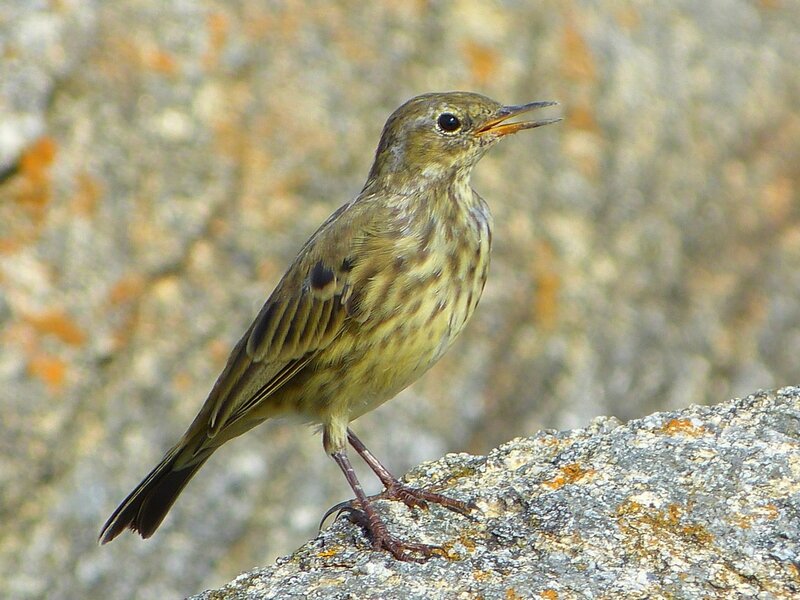pipit